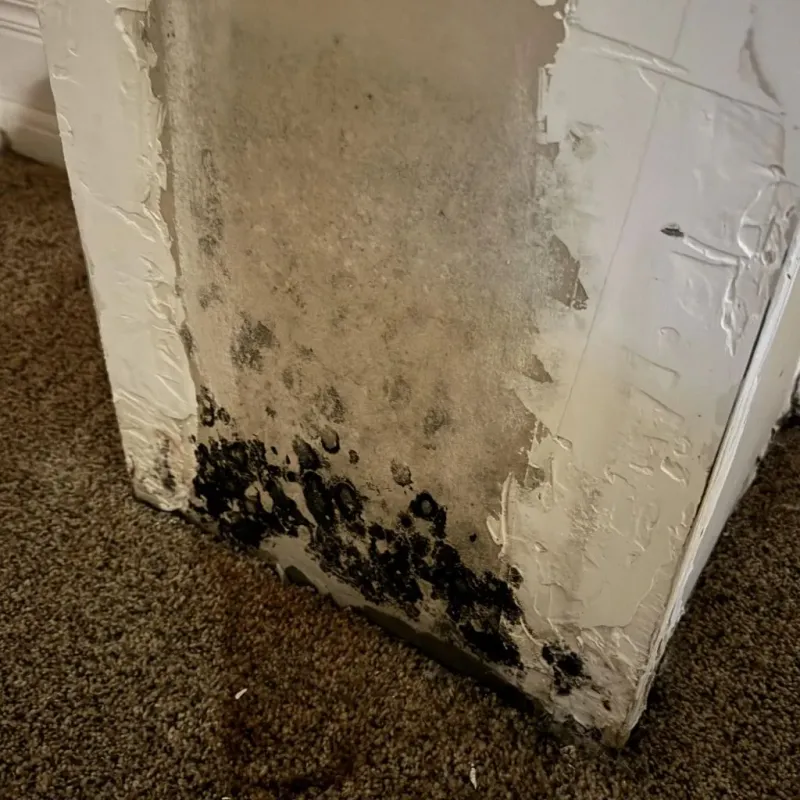 Professional Mold Removal in Yorktown, VA